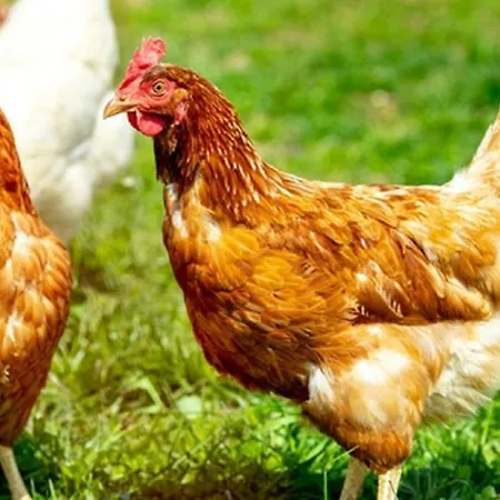 Maison d'hôtes Rosengaertchen 3*